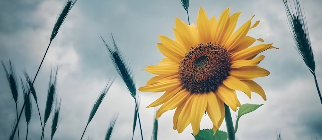 Cyclothymique : comment dépasser le mauvais temps ? <i class="fas fa-play-circle" style="color: #949494;"></i> cyclothymique comment depasser le mauvais temps 1080x470 1